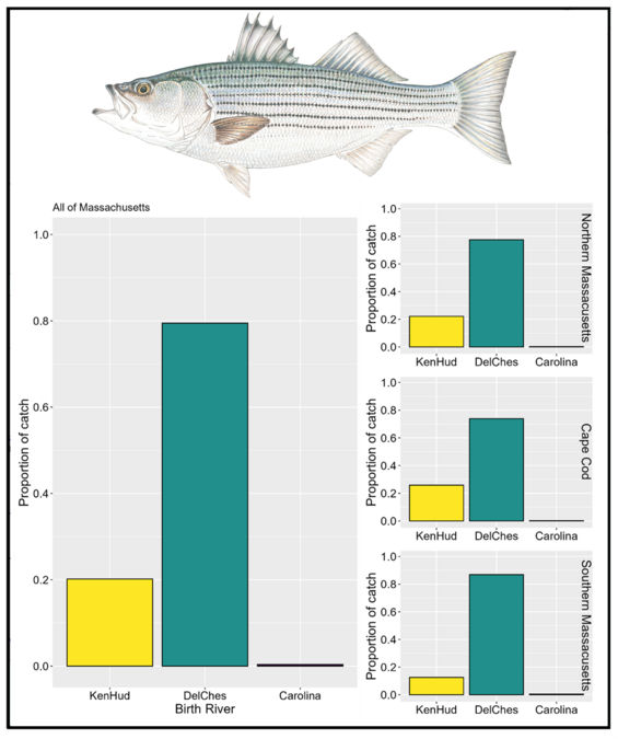 Figure showing striped bass caught in Massachusetts are from one of three genetically distinct population groups.
