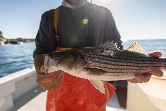 An angler holding a striped bass.
