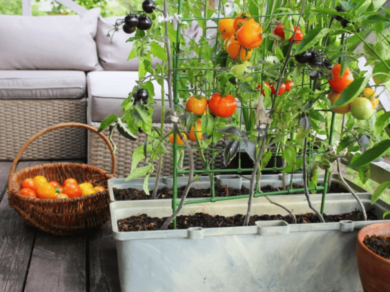 Staked mature tomato plants growing in a container on porch.