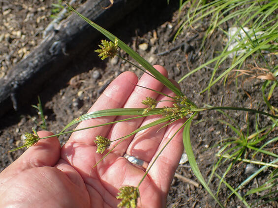 Houghton's flat-sedge