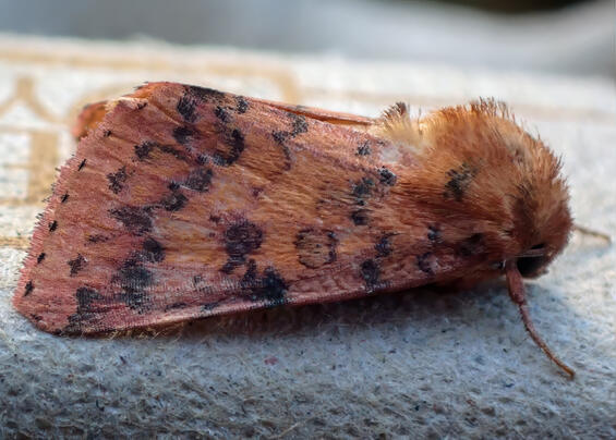 moth