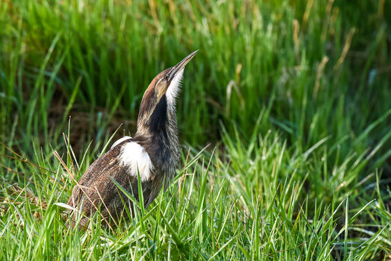 American bittern wading through tall grass