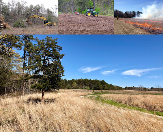Collage showing tree cutting, grading, prescribed burning, and a healthy sandplain grassland habitat