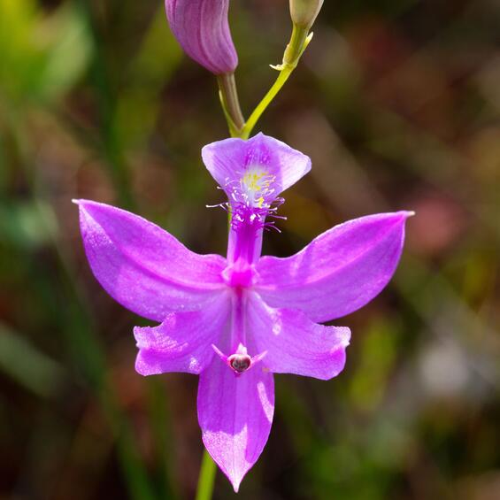 grass pink orchid