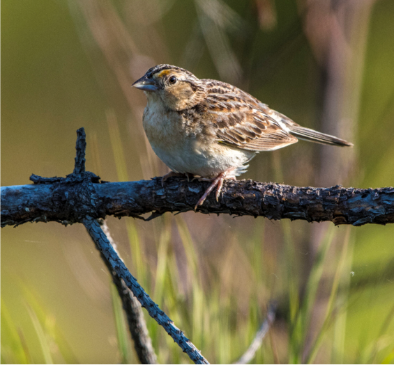 grasshopper sparrow