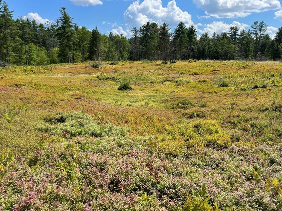 open landscape of heath blueberry