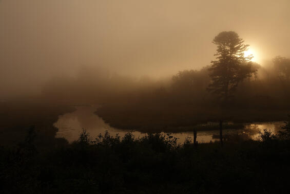 sunrise at a WMA with a stream and trees