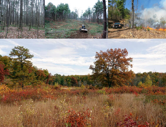 before, during, and after habitat restoration