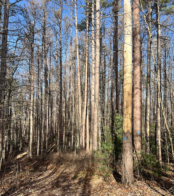 red pine trees marked for removal
