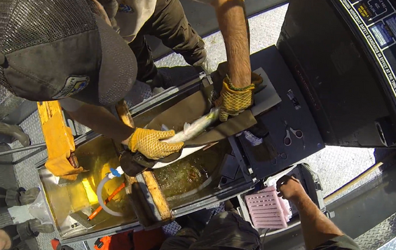 Researchers tagging a fish.