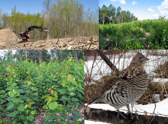a machine cutting trees, aspen tree regeneration, ruffed grouse