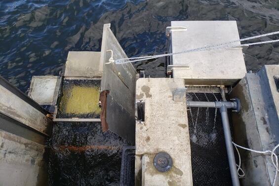 A fish video counter and a eel pass on a dam.