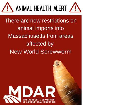 Animal Health Alert: There are new restrictions on animal imports into Massachusetts from areas affected by New World Screwworm