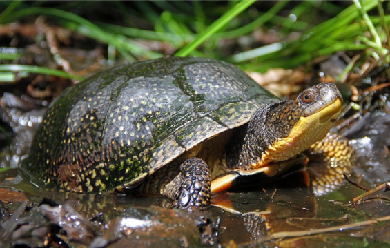 blandings turtle