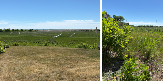 dry lawn grass next to a green and lush buffer zone; closeup of plants