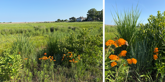 close up of more mature plants in the buffer zone.