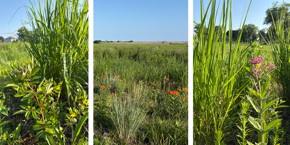close up shots of buffer plants, such as bayberry and swamp milkweed, along with a distant shot of the buffer with little bluestem visible