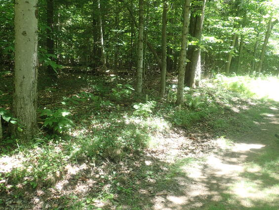 Forest edge with sparce sunlight.