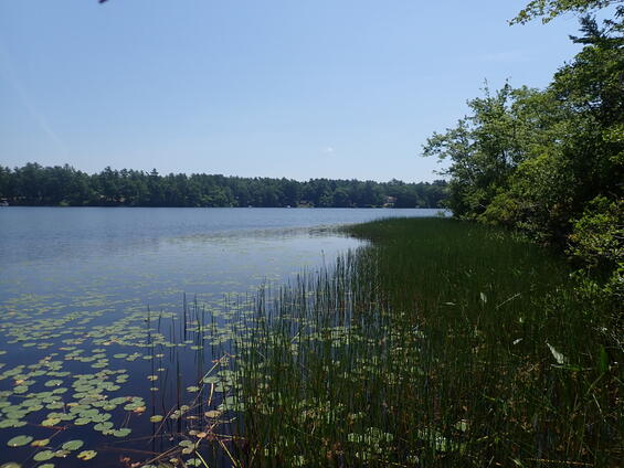 River with forested bank.
