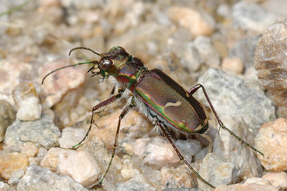 Purple tiger beetle