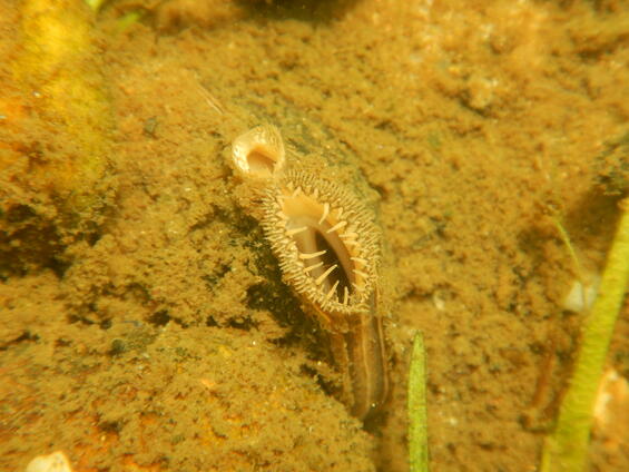 Tidewater mucket underwater.