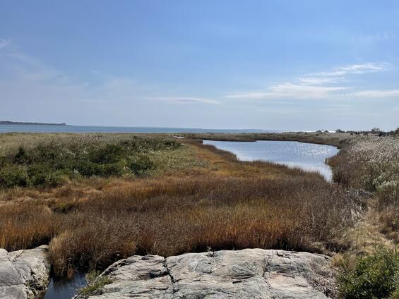 A view of the vegetated coastline of Demarest Lloyd State Park