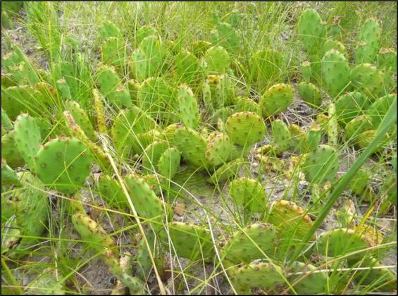 Eastern prickly pear
