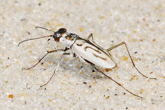 Northeastern beach tiger beetle