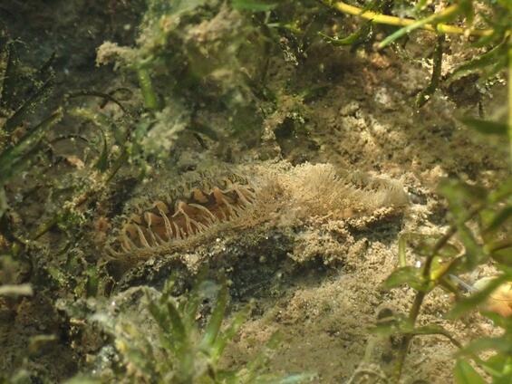 Yellow Lampmussel