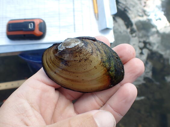 yellow lampmussel