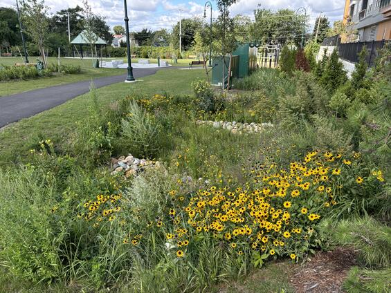 A landscaped park area showing a bioswale with yellow flowers, a paved path, and new tree plantings