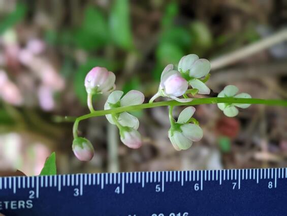 Pink shinleaf flowering