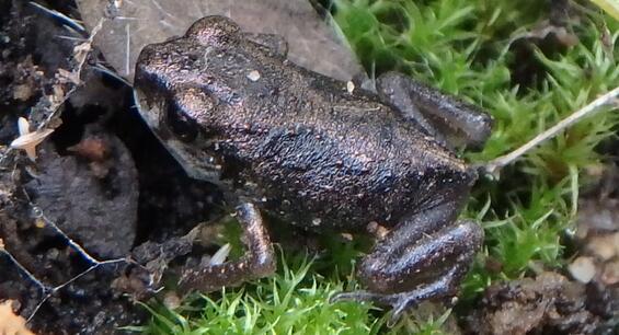Eastern spadefoot metamorph