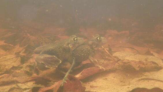An amplecting pair of eastern spadefoots at an ephemeral pool