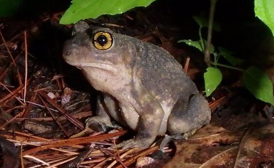 eastern spadefoot