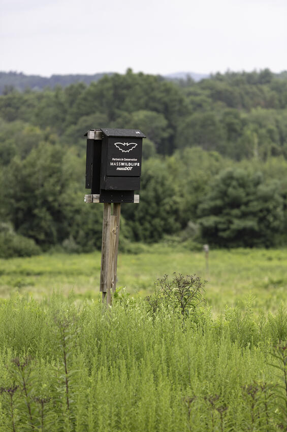bat house in a field