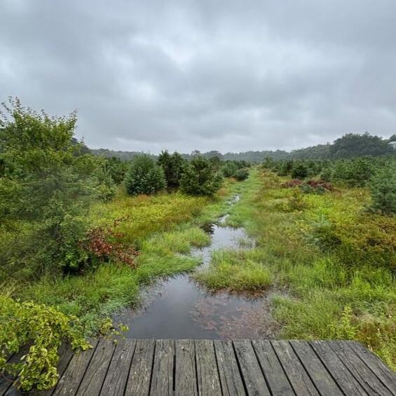 Water and a boardwalk in a wetland.