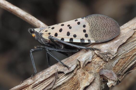 An Adult Spotted Lanternfly