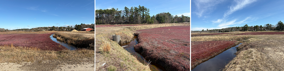 Collage of retired cranberry bog at Cotton Brook Preserve