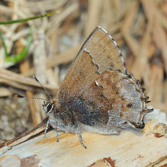 frosted elfin butterfly