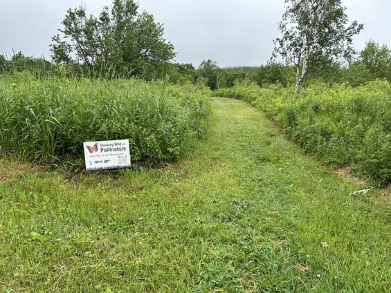 A sign promoting "growing wild for pollinators" among tall grasses, flowers, and shrubs
