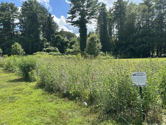 A "growing wild for pollinators" sign among a mix of wildflowers