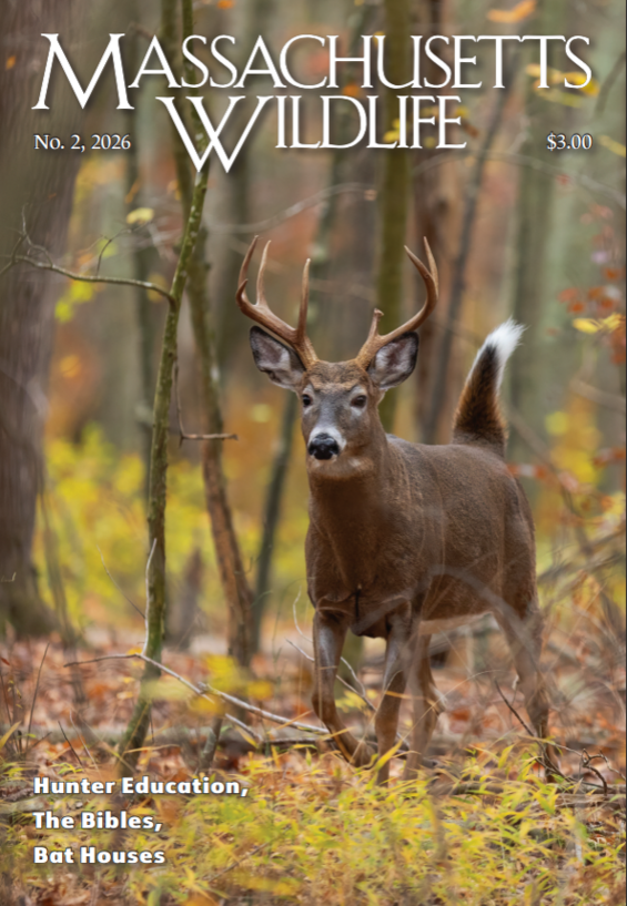 Massachusetts Wildlife magazine cover
