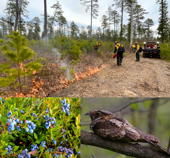 prescribed fire, blueberries, whip-poor-wil