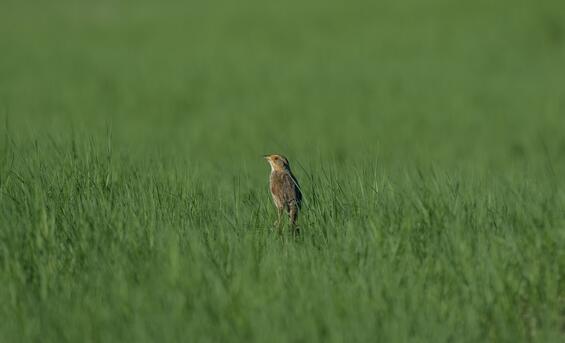 A small bird stands in a grassy field