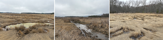 Collage of saltmarsh at William Forward Wildlife Management Area.