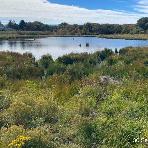 Open water and vegetation in a wetland.