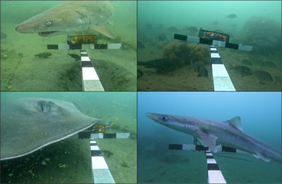 Four underwater images showing marine life observed at the Yarmouth Artificial Reef: a sand tiger shark, a school of scup and black sea bass, a spiny dogfish, and a bluntnose stingray, all photographed at or near a baited underwater video unit.