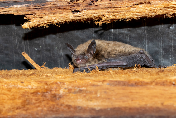 brown bat laying on a piece of wood