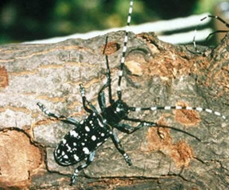 beetle